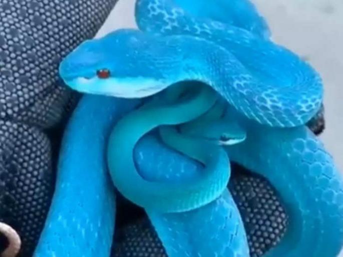 Blue snake video goes viral on video | VIDEO: सोशल मीडियावर व्हायरल झाला निळ्या रंगाचा व्हिडीओ, कॅमेरा बघून दिली अशी खुन्नस... Blue snake video goes viral on video | VIDEO: सोशल मीडियावर व्हायरल झाला निळ्या रंगाचा व्हिडीओ, कॅमेरा बघून दिली अशी खुन्नस...