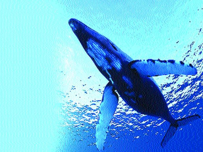 Blue whales are mostly on the right hand tendency of fish | ब्लू व्हेल मासे बहुतेक आहेत उजवा हात प्रवृत्तीचे