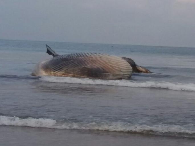 blue whale fish found dead on tondvali beach | तोंडवळी किनारी महाकाय देवमासा मृतावस्थेत blue whale fish found dead on tondvali beach | तोंडवळी किनारी महाकाय देवमासा मृतावस्थेत