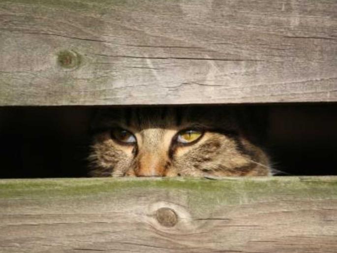 Mumbai Municipal Corporation will now count stray cats just like dogs | मुंबईत किती मांजरी, मुंबई महापालिका कुत्र्यांप्रमाणेच आता भटक्या मांजरींचीही करणार गणना