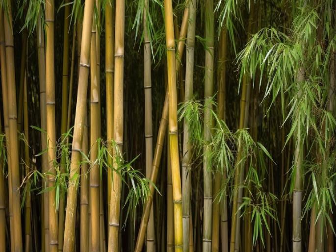 in mumbai bmc bamboo plantation as there is no space available in the city the administration faces the dilemma of implementation | पालिकेची बांबू लागवड बासनात? शहरात जागा उपलब्ध नसल्याने प्रशासनापुढे अंमलबजावणीचा पेच in mumbai bmc bamboo plantation as there is no space available in the city the administration faces the dilemma of implementation | पालिकेची बांबू लागवड बासनात? शहरात जागा उपलब्ध नसल्याने प्रशासनापुढे अंमलबजावणीचा पेच