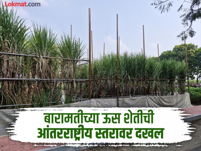 Baramati's sugarcane farming using AI gets international recognition | AI च्या वापरातून केेलेल्या बारामतीच्या ऊस शेतीची आंतरराष्ट्रीय स्तरावर दखल Baramati's sugarcane farming using AI gets international recognition | AI च्या वापरातून केेलेल्या बारामतीच्या ऊस शेतीची आंतरराष्ट्रीय स्तरावर दखल