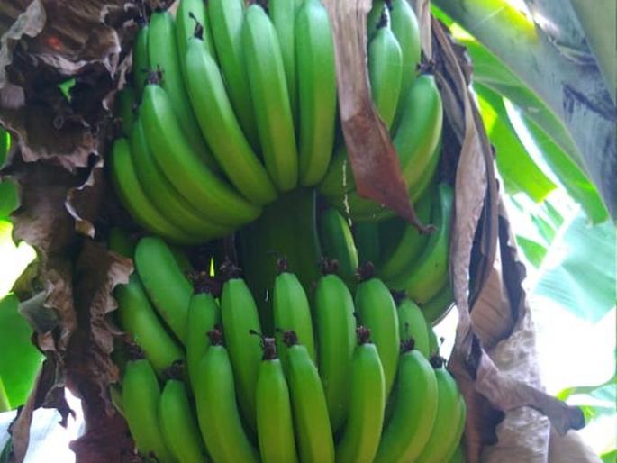 Khamgaon: Banana growers do not solve problems! | खामगाव: केळी उत्पादकांचा प्रश्न सुटेना! Khamgaon: Banana growers do not solve problems! | खामगाव: केळी उत्पादकांचा प्रश्न सुटेना!