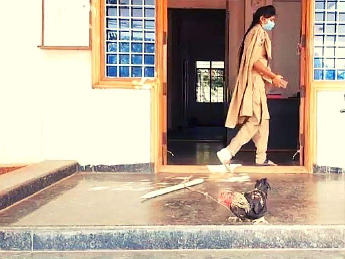 Telangana Jagtial district cock is locked in police station in case of murder | विचित्र घटना!: खून प्रकरणात पोलिसांनी 'कोंबड्याला' पकडलं; आता न्यायालयासमोर करणार हजर! Telangana Jagtial district cock is locked in police station in case of murder | विचित्र घटना!: खून प्रकरणात पोलिसांनी 'कोंबड्याला' पकडलं; आता न्यायालयासमोर करणार हजर!