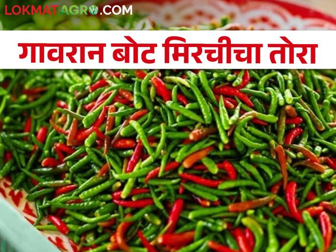 Latest News Gawran Boat Chili is getting higher price than Hybrid Chili | गावरान बोट मिरची संकरित मिरचीला भारी, ग्राहकांची मागणी वाढली! Latest News Gawran Boat Chili is getting higher price than Hybrid Chili | गावरान बोट मिरची संकरित मिरचीला भारी, ग्राहकांची मागणी वाढली!