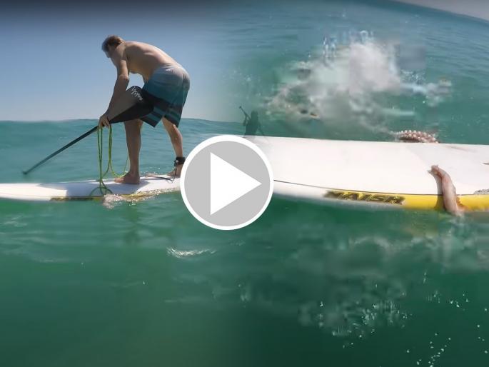 squid attacks surfing boat video goes viral on internet | भरसमुद्रात बोटीवर करत होता सर्फिंग इतक्यात आला भलमोठा विचित्र जीव अन्... squid attacks surfing boat video goes viral on internet | भरसमुद्रात बोटीवर करत होता सर्फिंग इतक्यात आला भलमोठा विचित्र जीव अन्...