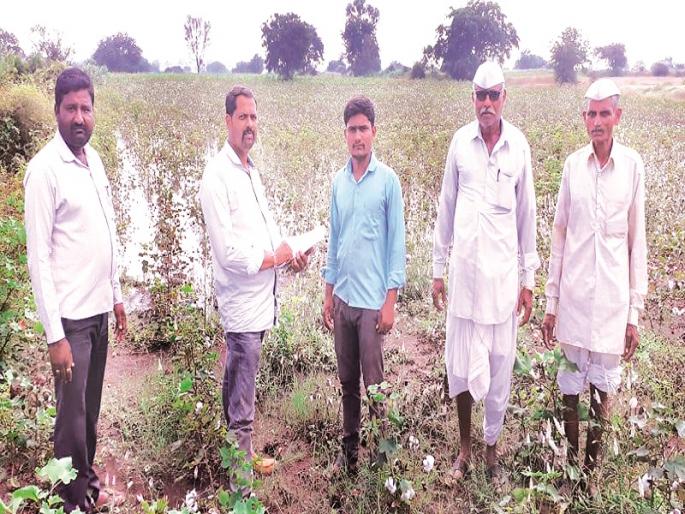 Cotton, turf water in return; Bajra became a straw | परतीच्या पावसाने कपाशी, तूर पाण्यात; बाजरीचे झाले भुसकट Cotton, turf water in return; Bajra became a straw | परतीच्या पावसाने कपाशी, तूर पाण्यात; बाजरीचे झाले भुसकट