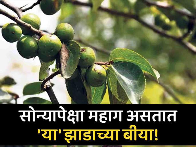 Fruit of bodhichitta tree is more expensive than gold | 'या' झाडाचं फळ सोन्यापेक्षाही महाग, जाणून घ्या यामागचं कारण... Fruit of bodhichitta tree is more expensive than gold | 'या' झाडाचं फळ सोन्यापेक्षाही महाग, जाणून घ्या यामागचं कारण...