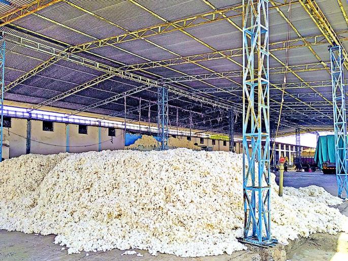 Due to the rain, the work of ginning will be extended for a month | पावसामुळे जिनिंगची कामे महिनाभर लांबणार Due to the rain, the work of ginning will be extended for a month | पावसामुळे जिनिंगची कामे महिनाभर लांबणार