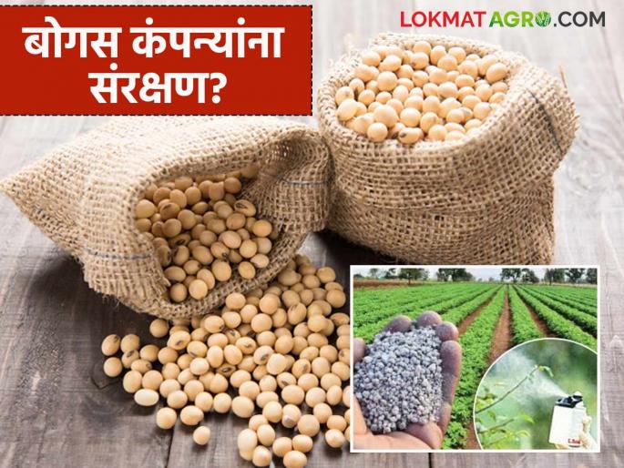latest news Bogus agricultural companies have increased their dominance; Is the government's decision compromising quality? Read in detail | बोगस कृषी कंपन्यांचे वर्चस्व वाढले; शासनाच्या निर्णयाने गुणवत्तेवर गदा? वाचा सविस्तर latest news Bogus agricultural companies have increased their dominance; Is the government's decision compromising quality? Read in detail | बोगस कृषी कंपन्यांचे वर्चस्व वाढले; शासनाच्या निर्णयाने गुणवत्तेवर गदा? वाचा सविस्तर