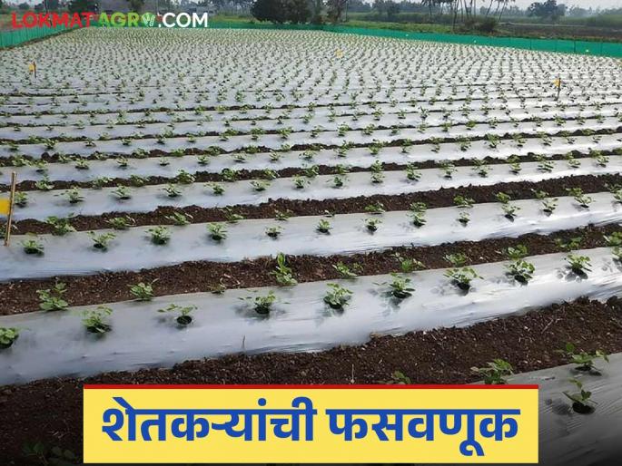 Bogus Mirchi: latest news Chilli will be thrown at the company that cheated farmers; Read the case in detail | Bogus Mirchi: शेतकऱ्यांना फसवणाऱ्या कंपनीला मिरची झोंबणार; काय आहे प्रकरण वाचा सविस्तर Bogus Mirchi: latest news Chilli will be thrown at the company that cheated farmers; Read the case in detail | Bogus Mirchi: शेतकऱ्यांना फसवणाऱ्या कंपनीला मिरची झोंबणार; काय आहे प्रकरण वाचा सविस्तर