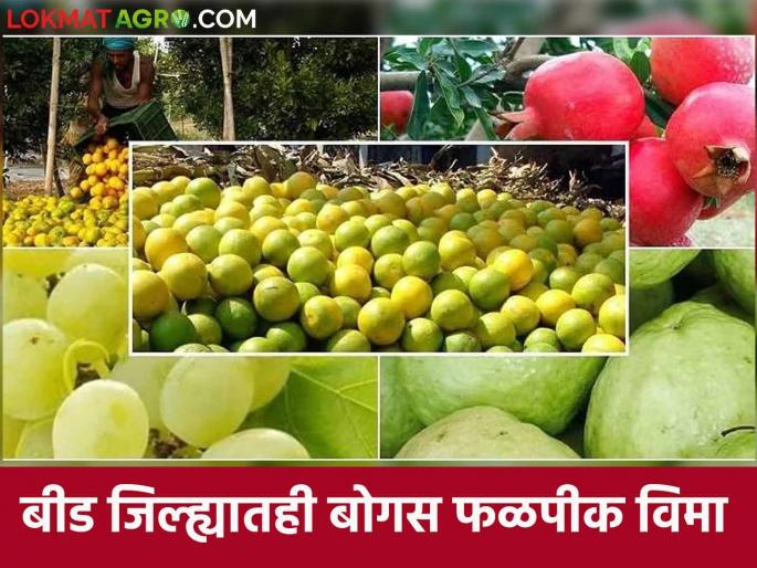 Latest News Bogus fal Pik Vima in Agriculture Minister's dhananjay munde beed district see details | Bogus Pik Vima : कृषी मंत्र्यांच्या जिल्ह्यातच बोगस फळपीक विमा, नेमकं प्रकरण काय? वाचा सविस्तर Latest News Bogus fal Pik Vima in Agriculture Minister's dhananjay munde beed district see details | Bogus Pik Vima : कृषी मंत्र्यांच्या जिल्ह्यातच बोगस फळपीक विमा, नेमकं प्रकरण काय? वाचा सविस्तर