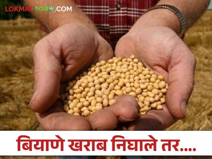 Latest News Will farmers get compensation if their seeds turn out bad agriculture department or consumer forums | Agriculture News : बियाणे खराब निघाले तर.... शेतकऱ्यांना ग्राहक मंचात न्याय मिळतो का? वाचा सविस्तर  Latest News Will farmers get compensation if their seeds turn out bad agriculture department or consumer forums | Agriculture News : बियाणे खराब निघाले तर.... शेतकऱ्यांना ग्राहक मंचात न्याय मिळतो का? वाचा सविस्तर