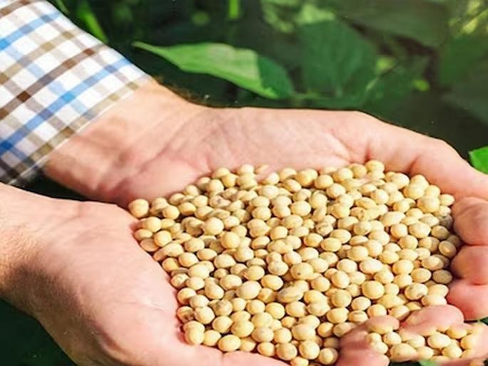 Today's Editorial: Seed Shells! How to solve the problem of bogus seeds? | आजचा अग्रलेख : बियाणांची टरफले! बोगस बियाण्याचा प्रश्न सुटणार कसा? Today's Editorial: Seed Shells! How to solve the problem of bogus seeds? | आजचा अग्रलेख : बियाणांची टरफले! बोगस बियाण्याचा प्रश्न सुटणार कसा?