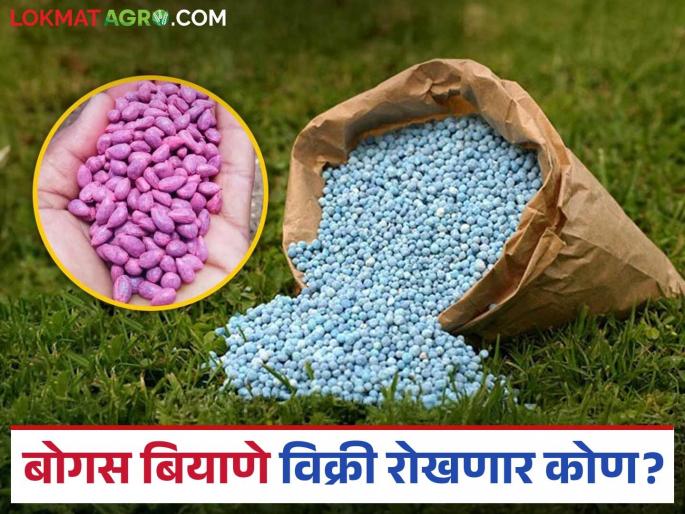 Bogus Seeds: Agriculture Department will keep a close eye on those selling bogus seeds; Know the preparations of the Agriculture Department | Bogus Seeds: बोगस बियाणे विक्री करणाऱ्यांवर कृषी विभागाची असेल करडी नजर; जाणून घ्या सविस्तर Bogus Seeds: Agriculture Department will keep a close eye on those selling bogus seeds; Know the preparations of the Agriculture Department | Bogus Seeds: बोगस बियाणे विक्री करणाऱ्यांवर कृषी विभागाची असेल करडी नजर; जाणून घ्या सविस्तर