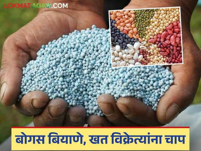 Bogus Seeds: latest news Those who sell bogus seeds are no longer safe. Read in detail | Bogus Seeds: बोगस बियाणे विकणाऱ्यांची आता खैर नाही वाचा सविस्तर Bogus Seeds: latest news Those who sell bogus seeds are no longer safe. Read in detail | Bogus Seeds: बोगस बियाणे विकणाऱ्यांची आता खैर नाही वाचा सविस्तर