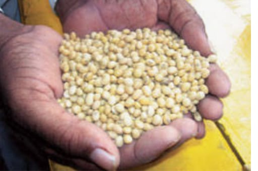 Action will be taken against agricultural center operators on complaints of bogus seeds | बोगस बियाण्यांच्या तक्रारीवर कृषी केंद्र चालकांवर होणार कारवाई Action will be taken against agricultural center operators on complaints of bogus seeds | बोगस बियाण्यांच्या तक्रारीवर कृषी केंद्र चालकांवर होणार कारवाई