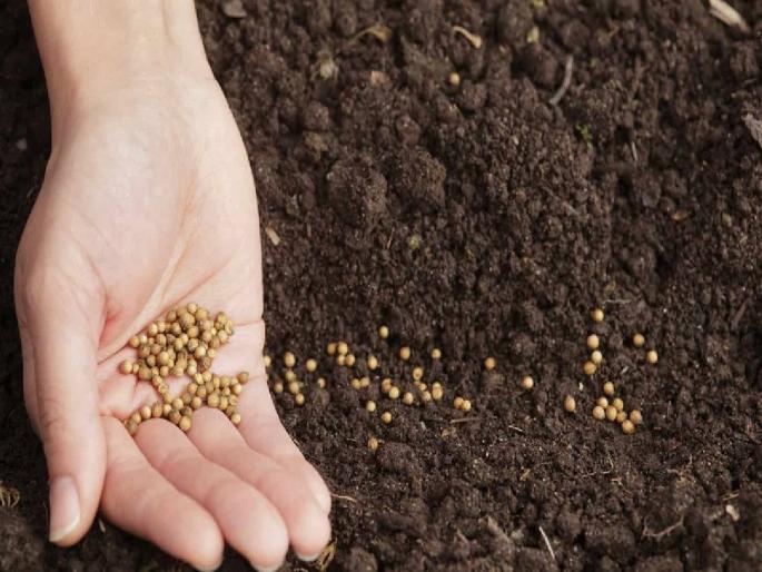 Article on low quality fertilizers and 'bogus seed' case of Ahmednagar and Agricultural Minister | कृषिमंत्री महोदय, नगरचे 'बोगस बियाणे' प्रकरण पाहा ! Article on low quality fertilizers and 'bogus seed' case of Ahmednagar and Agricultural Minister | कृषिमंत्री महोदय, नगरचे 'बोगस बियाणे' प्रकरण पाहा !