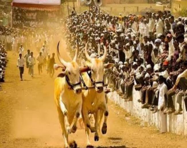 Finally the hearing regarding the bullock cart race started The owner's hopes were dashed | Bull Cart Race: अखेर बैलगाडा शर्यती संदर्भात सर्वोच्च न्यायालयात सुनावणीला सुरुवात