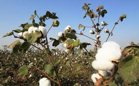 centers squad will take revieve of Cotton Damage | केंद्राचे पथक गुरूवारी घेणार कापूस नुकसानाचा अंदाज centers squad will take revieve of Cotton Damage | केंद्राचे पथक गुरूवारी घेणार कापूस नुकसानाचा अंदाज