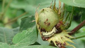 panchnama process of bollworm affected farm in washim | वाशिम जिल्ह्यात बोंडअळीग्रस्त क्षेत्राचे पंचनामे संथगतीने! panchnama process of bollworm affected farm in washim | वाशिम जिल्ह्यात बोंडअळीग्रस्त क्षेत्राचे पंचनामे संथगतीने!