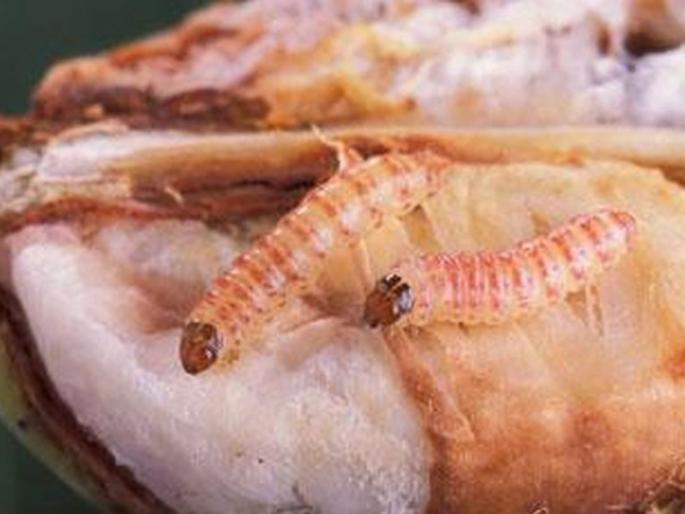 Lessons for management of Bollworm for farmers in Buldana district | बुलडाणा जिल्ह्यातील ७८० शेतकऱ्यांना बोंडअळी व्यवस्थापनाचे धडे Lessons for management of Bollworm for farmers in Buldana district | बुलडाणा जिल्ह्यातील ७८० शेतकऱ्यांना बोंडअळी व्यवस्थापनाचे धडे