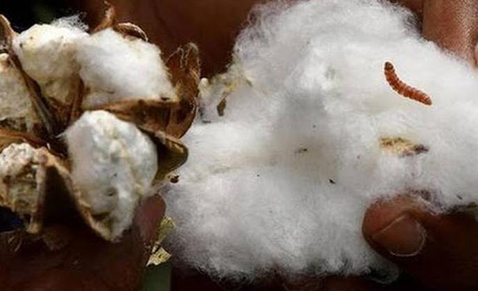 Bolworm's new hotspot in Vidarbha region | विदर्भात बोंडअळीचे नवे हॉटस्पॉट!