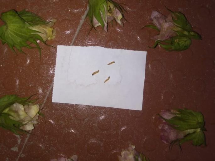 Infestation of Bollworn in Telhara taluka | तेल्हारा तालुक्यात बोंडअळीचा शिरकाव Infestation of Bollworn in Telhara taluka | तेल्हारा तालुक्यात बोंडअळीचा शिरकाव