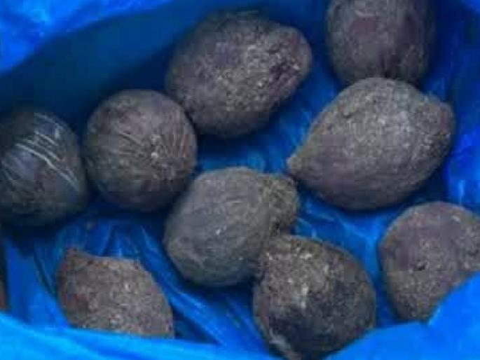 Twenty live Gavathi bombs found in Dapoli, police detonated one by setting a trap | दापोलीत आढळले वीस जिवंत गावठी बॉम्ब, सापळा रचून पोलिसांनी एकाच्या मुसक्या आवळल्या Twenty live Gavathi bombs found in Dapoli, police detonated one by setting a trap | दापोलीत आढळले वीस जिवंत गावठी बॉम्ब, सापळा रचून पोलिसांनी एकाच्या मुसक्या आवळल्या