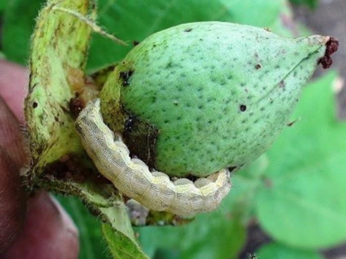 On the District Level Committee's responsibility for controlling the bolloworm | कापूस पिकावरील बोंडअळी नियंत्रणाची जबाबदारी जिल्हास्तरीय समितीवर !