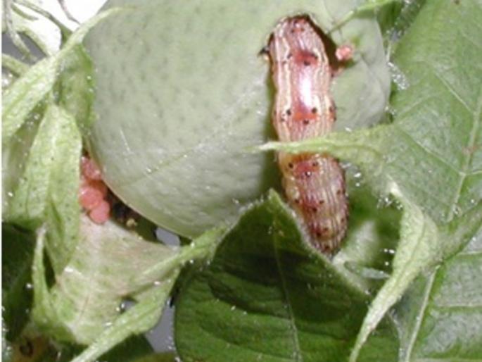 Nagpur Zilla Parishad's objection to the survey of agriculture department | कृषी विभागाच्या सर्वेक्षणावर नागपूर जिल्हा परिषदेचा आक्षेप Nagpur Zilla Parishad's objection to the survey of agriculture department | कृषी विभागाच्या सर्वेक्षणावर नागपूर जिल्हा परिषदेचा आक्षेप