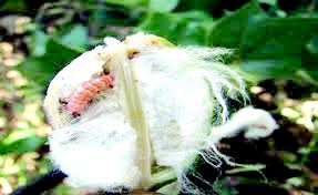 45 crore for the help of affected farmers! | बोंडअळीग्रस्त शेतकऱ्यांच्या मदतीसाठी हवे ४५ कोटी! 45 crore for the help of affected farmers! | बोंडअळीग्रस्त शेतकऱ्यांच्या मदतीसाठी हवे ४५ कोटी!