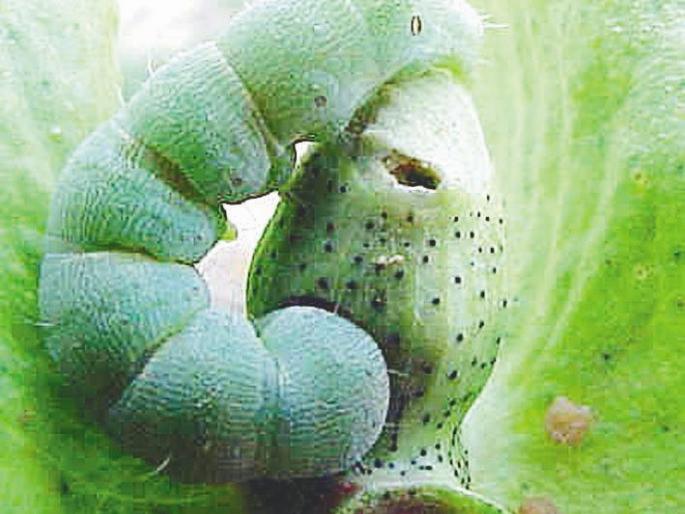  Agriculture Department's warning to take action against bogus pesticides | बोगस किटकनाशके विकणाऱ्यांवर कारवाईचा कृषी विभागाचा इशारा