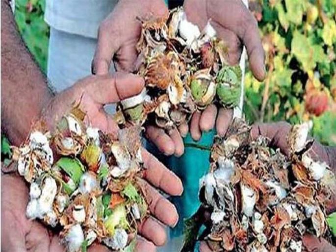 Rs. 29 crores deposited on the accounts of Bondalized farmers | बोंडअळीग्रस्त शेतक:यांच्या खात्यांवर 29 कोटी जमा