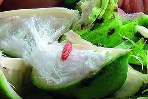 Bench order to grant subsidy to farmers disadvantaged by pink bond grant | गुलाबी बोंडअळी अनुदानापासून वंचित शेतकऱ्यांना अनुदान देण्याचा खंडपीठाचा आदेश Bench order to grant subsidy to farmers disadvantaged by pink bond grant | गुलाबी बोंडअळी अनुदानापासून वंचित शेतकऱ्यांना अनुदान देण्याचा खंडपीठाचा आदेश