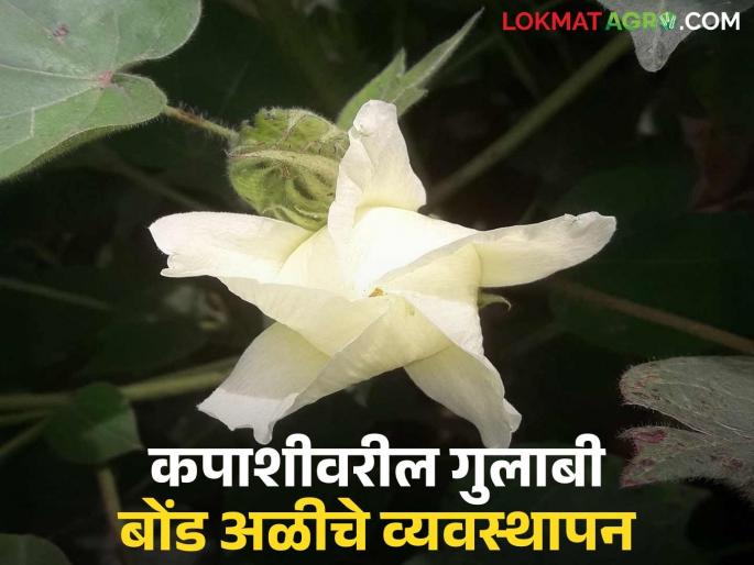 Latest News Gulabi Bond ali Take these measures to control pink bollworm on cotton, read in detail | Gulabi Bond Ali : कपाशीवरील गुलाबी बोंड अळीच्या बंदोबस्तासाठी 'हे' उपाय करा, वाचा सविस्तर 