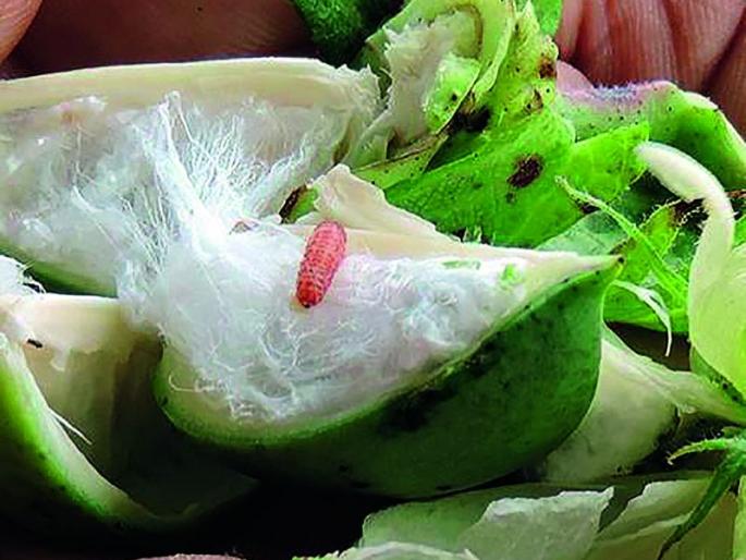 report of the South Asia Biotechnology Center news | आंध्र, तेलंगाणा, गुजरातमधून झाला बोंडअळीचा उद्रेक, साऊथ एशिया बायोटेक्नॉलॉजी सेंटरच्या अहवालात नमूद report of the South Asia Biotechnology Center news | आंध्र, तेलंगाणा, गुजरातमधून झाला बोंडअळीचा उद्रेक, साऊथ एशिया बायोटेक्नॉलॉजी सेंटरच्या अहवालात नमूद
