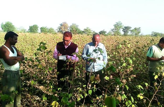 Bollworm Influence; Central squad has arrived; Only stay in Akola! | बोंडअळी प्रादुर्भाव; केंद्रीय पथक आले अन् गेले; अकोल्यात केवळ मुक्काम!
