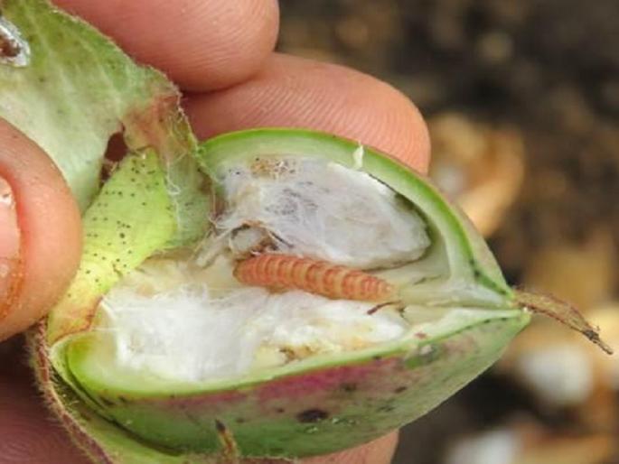 New crisis on crops! Worm Outbreaks appear to be exacerbated during this time | पिकांवर नवे संकट ! बोंडअळीच्या प्रादुर्भावाने शेतकऱ्यांच्या चिंतेत भर New crisis on crops! Worm Outbreaks appear to be exacerbated during this time | पिकांवर नवे संकट ! बोंडअळीच्या प्रादुर्भावाने शेतकऱ्यांच्या चिंतेत भर