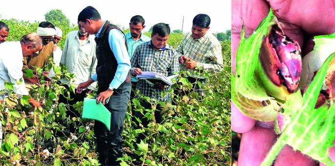 Out of three thousand farmers, only 130 farmers benefit! | तीन हजार शेतकर्यांपैकी केवळ १३0 शेतकर्यांना लाभ! Out of three thousand farmers, only 130 farmers benefit! | तीन हजार शेतकर्यांपैकी केवळ १३0 शेतकर्यांना लाभ!