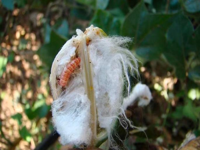 Buldhana Pink bollworm outbreak again on cotton crop agriculture news | बुलढाणा : कपाशी पिकावर पुन्हा गुलाबी बोंडअळीचा प्रादुर्भाव Buldhana Pink bollworm outbreak again on cotton crop agriculture news | बुलढाणा : कपाशी पिकावर पुन्हा गुलाबी बोंडअळीचा प्रादुर्भाव