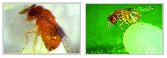 Bondalaya 'enemy' conservation of the lab! | बोंडअळय़ांच्या ‘शत्रू’चे संवर्धनही प्रयोगशाळेत! Bondalaya 'enemy' conservation of the lab! | बोंडअळय़ांच्या ‘शत्रू’चे संवर्धनही प्रयोगशाळेत!