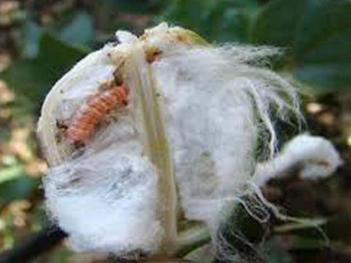 'Trichogramma' card for controlling the bandwidth | बोंडअळी नियंत्रणासाठी ‘ट्रायकोग्रामा’ कार्ड 'Trichogramma' card for controlling the bandwidth | बोंडअळी नियंत्रणासाठी ‘ट्रायकोग्रामा’ कार्ड