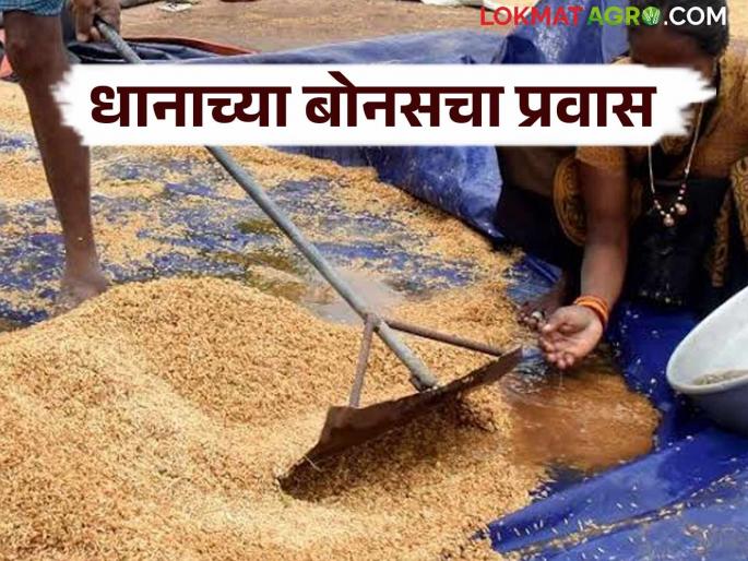 Dhan Bonus knopromise of giving bonus to the paddy farmers was delay in detail | Dhan Bonus : धानाच्या बोनसचा प्रति क्विंटल ते हेक्टरपर्यंतचा प्रवास, जाणून घ्या सविस्तर  Dhan Bonus knopromise of giving bonus to the paddy farmers was delay in detail | Dhan Bonus : धानाच्या बोनसचा प्रति क्विंटल ते हेक्टरपर्यंतचा प्रवास, जाणून घ्या सविस्तर