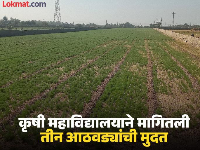 pune news gawande vidhvans absent from hearing in Bopodi land scam, Agriculture College seeks three weeks' time, next hearing on December 5 | बोपोडी जमीन गैरव्यवहारातील सुनावणीला गवंडे, विध्वांस गैरहजर;पुढील सुनावणी ५ डिसेंबरला pune news gawande vidhvans absent from hearing in Bopodi land scam, Agriculture College seeks three weeks' time, next hearing on December 5 | बोपोडी जमीन गैरव्यवहारातील सुनावणीला गवंडे, विध्वांस गैरहजर;पुढील सुनावणी ५ डिसेंबरला