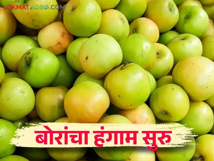 Bor Bajar Bhav : Sour-sweet ber season start; How much market price get different types of ber? | Bor Bajar Bhav : आंबट-गोड बोरांचा हंगाम सुरू; कोणत्या बोराला मिळतोय किती भाव? Bor Bajar Bhav : Sour-sweet ber season start; How much market price get different types of ber? | Bor Bajar Bhav : आंबट-गोड बोरांचा हंगाम सुरू; कोणत्या बोराला मिळतोय किती भाव?