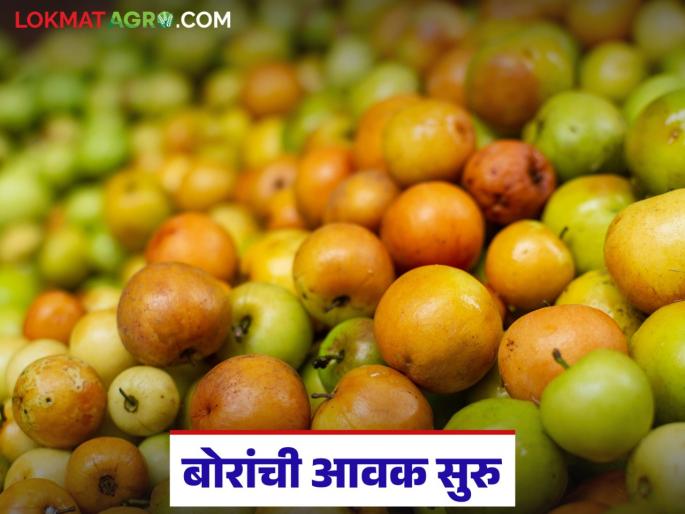 The season of sweet and sour ber has started; Read how chameli and checknet ber are getting prices? | आंबट-गोड बोरांचा हंगाम सुरु; वाचा चमेली व चेकनेट बोरांना कसा मिळतोय दर? The season of sweet and sour ber has started; Read how chameli and checknet ber are getting prices? | आंबट-गोड बोरांचा हंगाम सुरु; वाचा चमेली व चेकनेट बोरांना कसा मिळतोय दर?