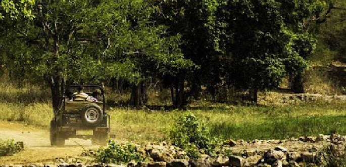 723 tourists visit Bor wildlife Sanctuary during Diwali holidays | दिवाळीच्या सुट्यांत बोर अभयारण्याला ७२३ पर्यटकांची भेट 723 tourists visit Bor wildlife Sanctuary during Diwali holidays | दिवाळीच्या सुट्यांत बोर अभयारण्याला ७२३ पर्यटकांची भेट