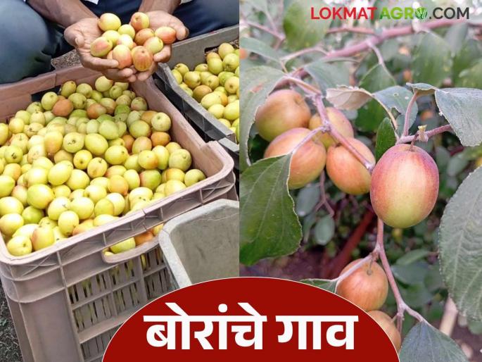 Farmers in this village in Solapur district have flourished their farm by ber crop on the dry grass barren land | सोलापूर जिल्ह्यातील या गावातील शेतकऱ्यांनी कुसळं उगवणाऱ्या माळावर फुलवली बोरांची शेती Farmers in this village in Solapur district have flourished their farm by ber crop on the dry grass barren land | सोलापूर जिल्ह्यातील या गावातील शेतकऱ्यांनी कुसळं उगवणाऱ्या माळावर फुलवली बोरांची शेती