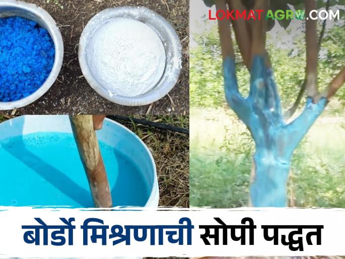 Learn, the easy way to make Bordeaux mixture | फळपिकांत बुरशीजन्य रोगापासुन बचावात्मक उपायासाठी जालीम मिश्रण Learn, the easy way to make Bordeaux mixture | फळपिकांत बुरशीजन्य रोगापासुन बचावात्मक उपायासाठी जालीम मिश्रण